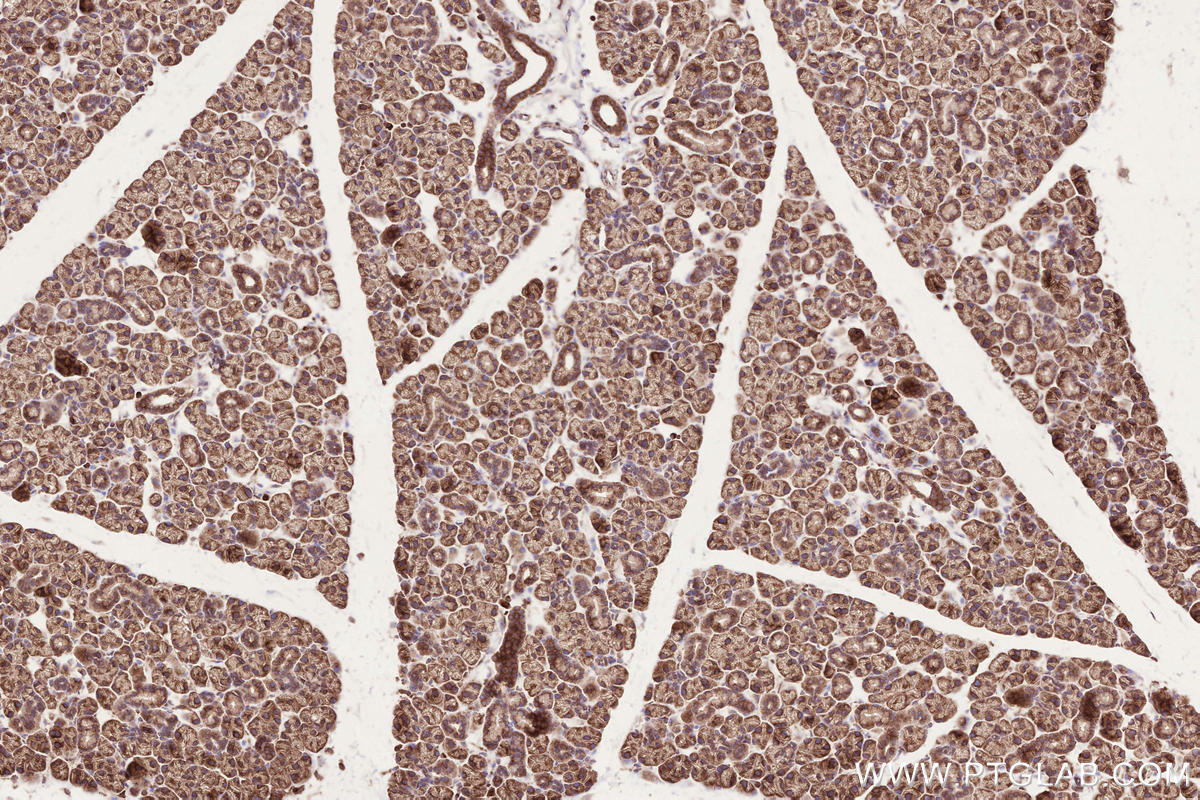 Immunohistochemical analysis of paraffin-embedded mouse salivary gland tissue slide using KHC2612 (BZW1 IHC Kit).