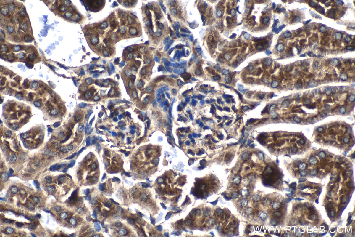 Immunohistochemical analysis of paraffin-embedded mouse kidney tissue slide using KHC1196 (Bif-1 IHC Kit).