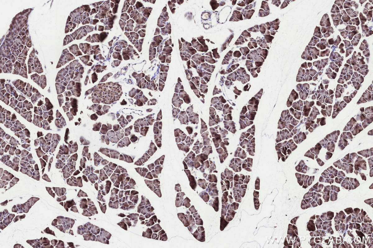 Immunohistochemical analysis of paraffin-embedded mouse pancreas tissue slide using KHC3291 (C12orf29 IHC Kit).
