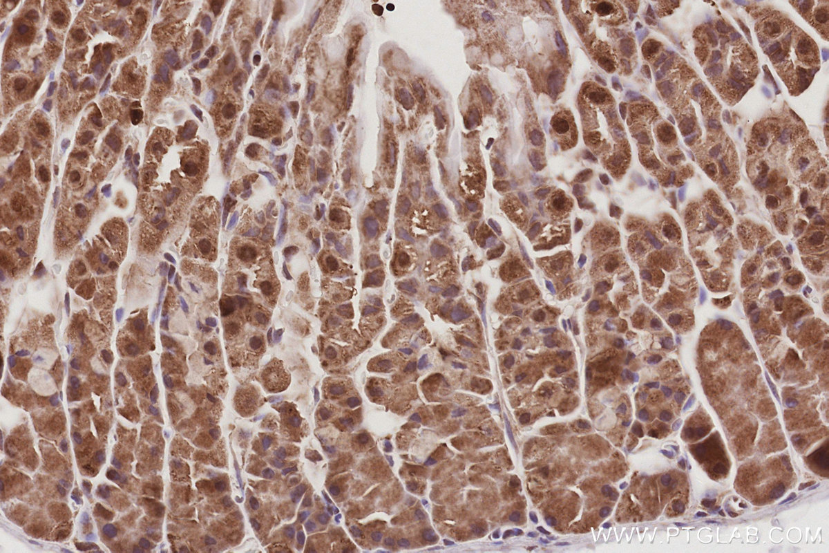 Immunohistochemical analysis of paraffin-embedded mouse stomach tissue slide using KHC3070 (C15orf23 IHC Kit). Immunohistochemical analysis of paraffin-embedded mouse stomach tissue slide using KHC3070 (C15orf23 IHC Kit).