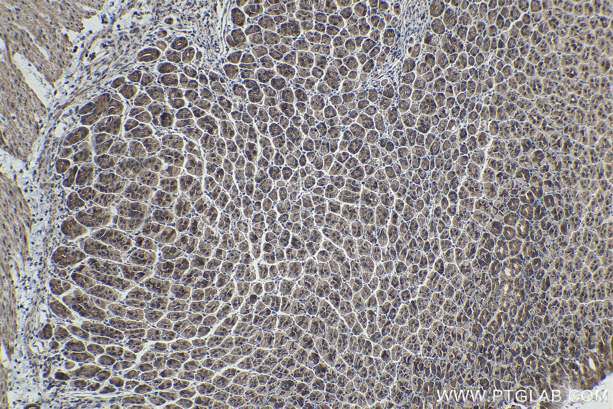 Immunohistochemical analysis of paraffin-embedded mouse stomach tissue slide using KHC1480 (C19orf2 IHC Kit).