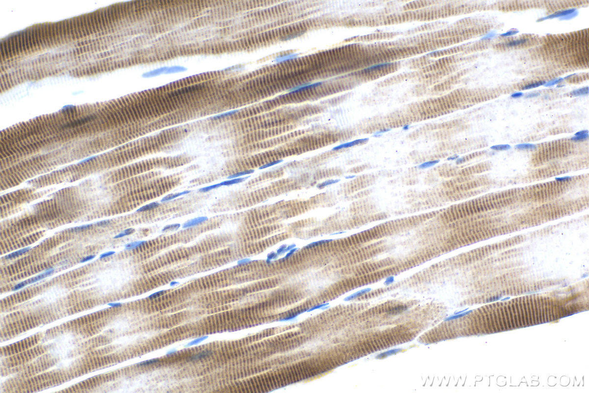 Immunohistochemical analysis of paraffin-embedded rat skeletal muscle tissue slide using KHC1480 (C19orf2 IHC Kit).