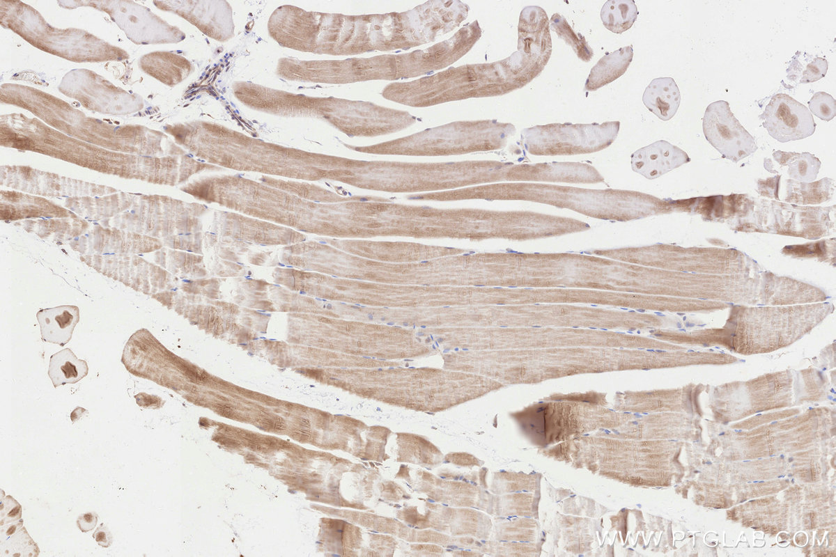 Immunohistochemical analysis of paraffin-embedded rat skeletal muscle tissue slide using KHC3264 (C19orf63 IHC Kit).
