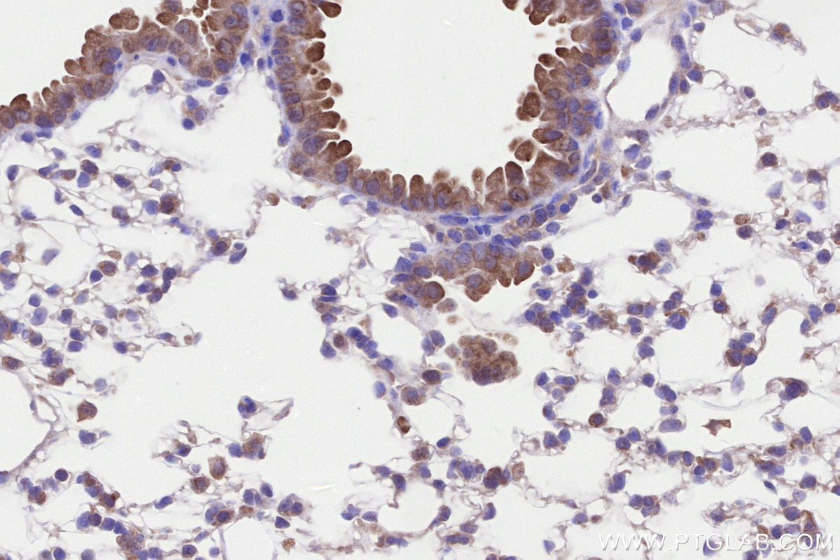 Immunohistochemical analysis of paraffin-embedded mouse lung tissue slide using KHC3264 (C19orf63 IHC Kit).