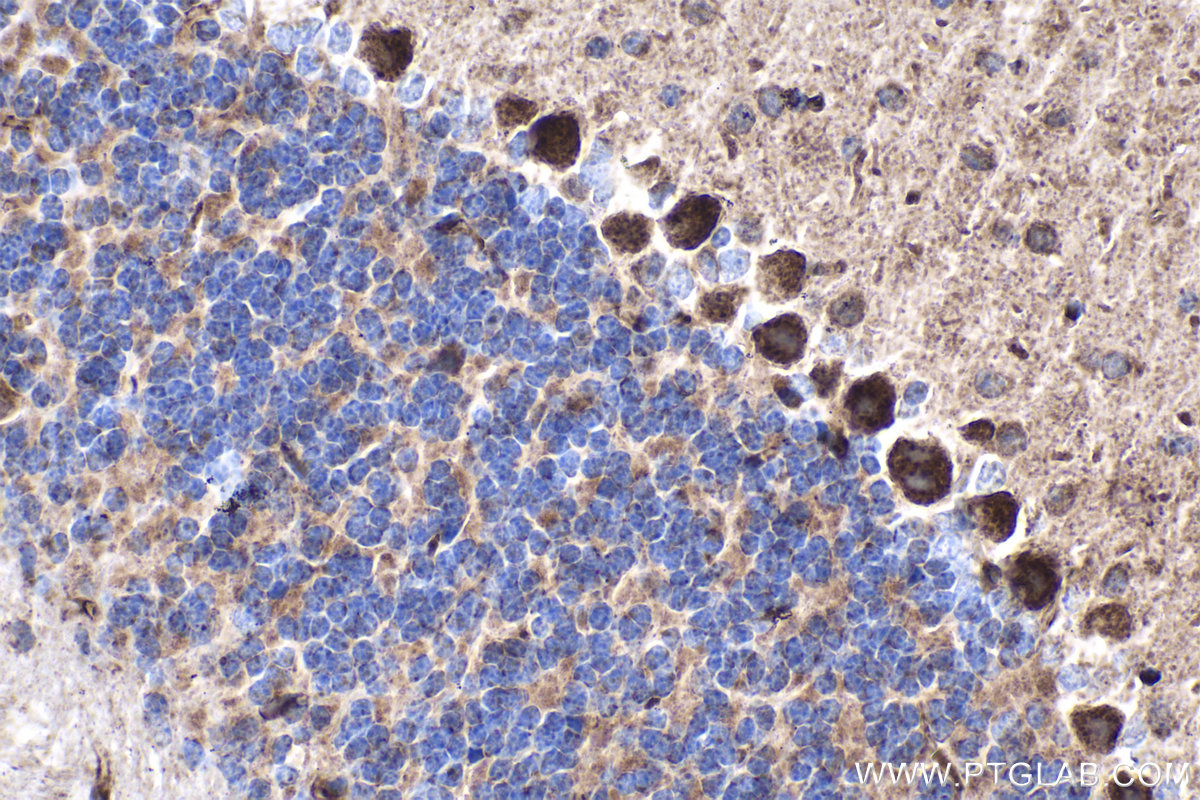 Immunohistochemical analysis of paraffin-embedded mouse cerebellum tissue slide using KHC1683 (C1QBP IHC Kit).