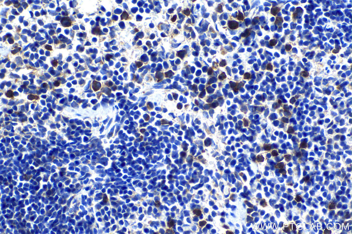 Immunohistochemical analysis of paraffin-embedded mouse spleen tissue slide using KHC1293 (C5AR1 IHC Kit).