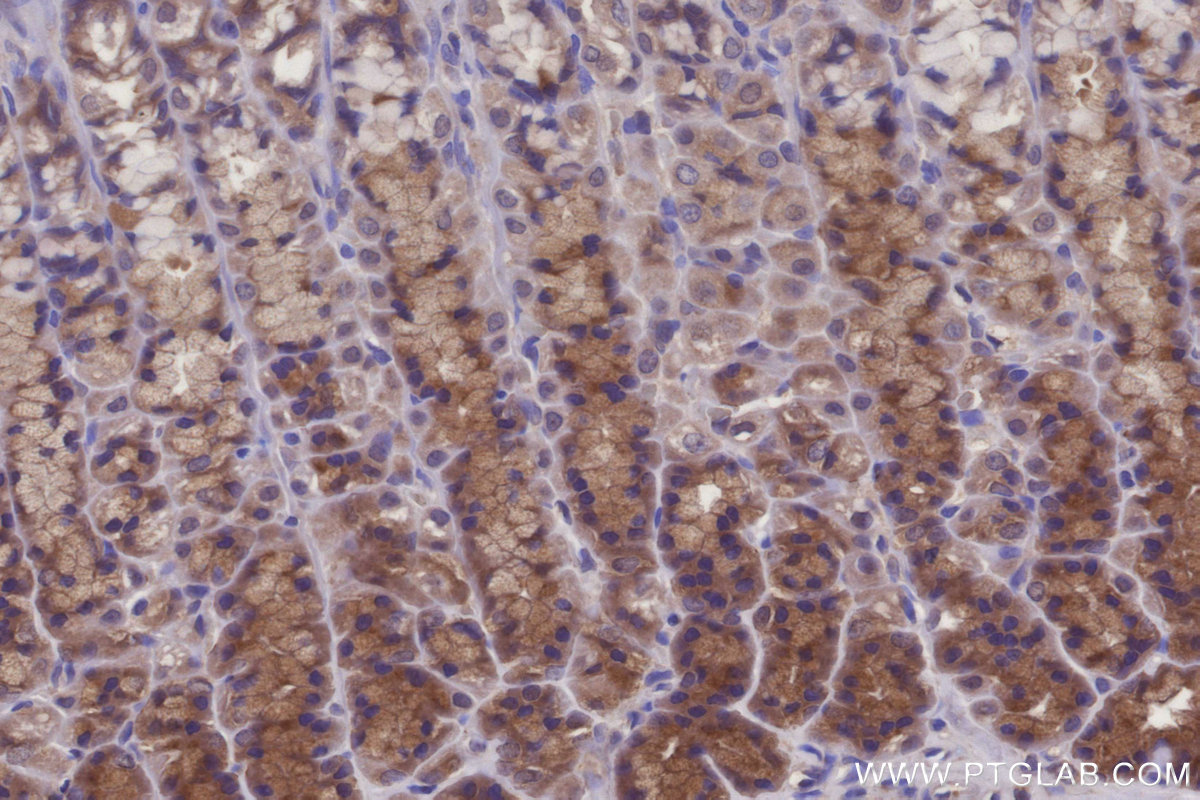 Immunohistochemical analysis of paraffin-embedded rat stomach tissue slide using KHC2945 (C8orf4 IHC Kit).