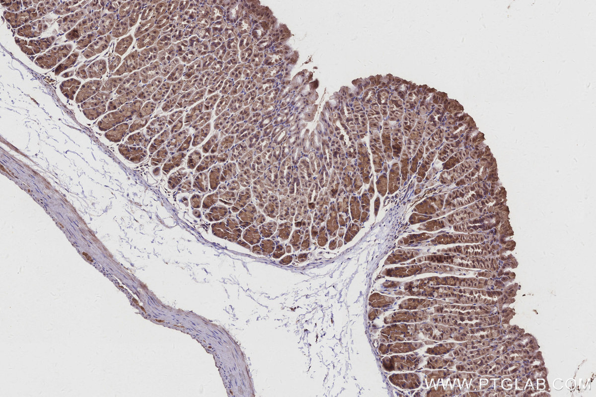 Immunohistochemical analysis of paraffin-embedded mouse stomach tissue slide using KHC2945 (C8orf4 IHC Kit).