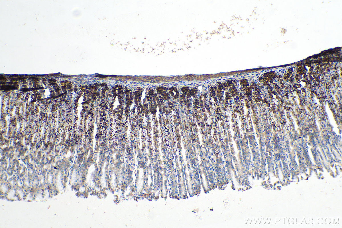 Immunohistochemical analysis of paraffin-embedded rat stomach tissue slide using KHC0187 (CA9 IHC Kit).