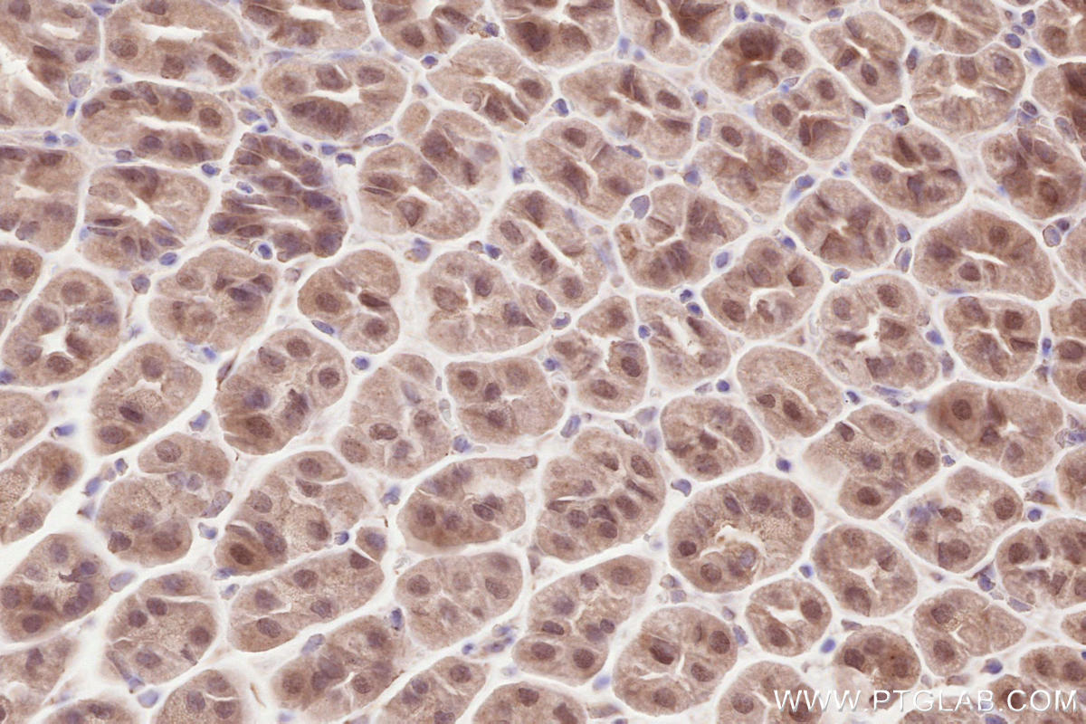 Immunohistochemical analysis of paraffin-embedded mouse stomach tissue slide using KHC2580 (CAPRIN2 IHC Kit).