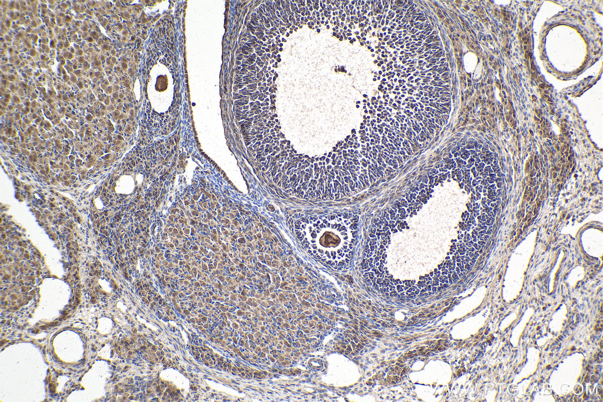 Immunohistochemical analysis of paraffin-embedded rat ovary tissue slide using KHC2014 (CARD8 IHC Kit).