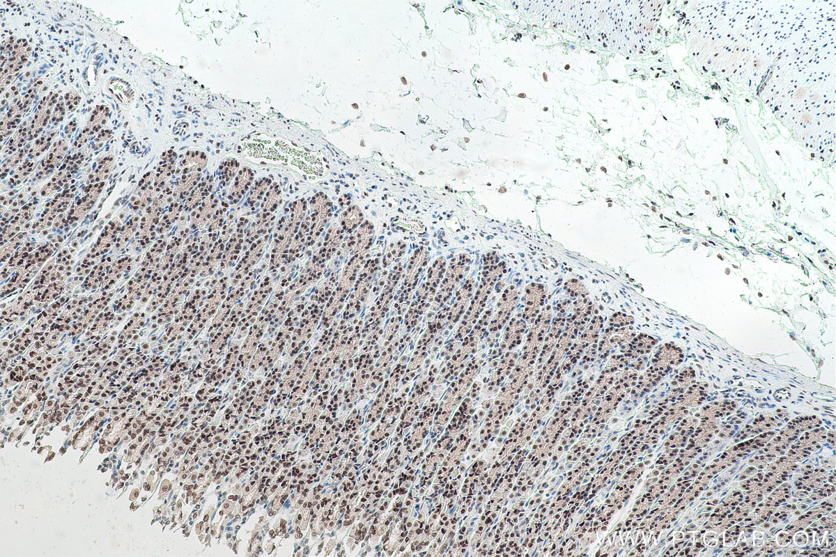 Immunohistochemical analysis of paraffin-embedded rat stomach tissue slide using KHC0920 (CBX1 IHC Kit).