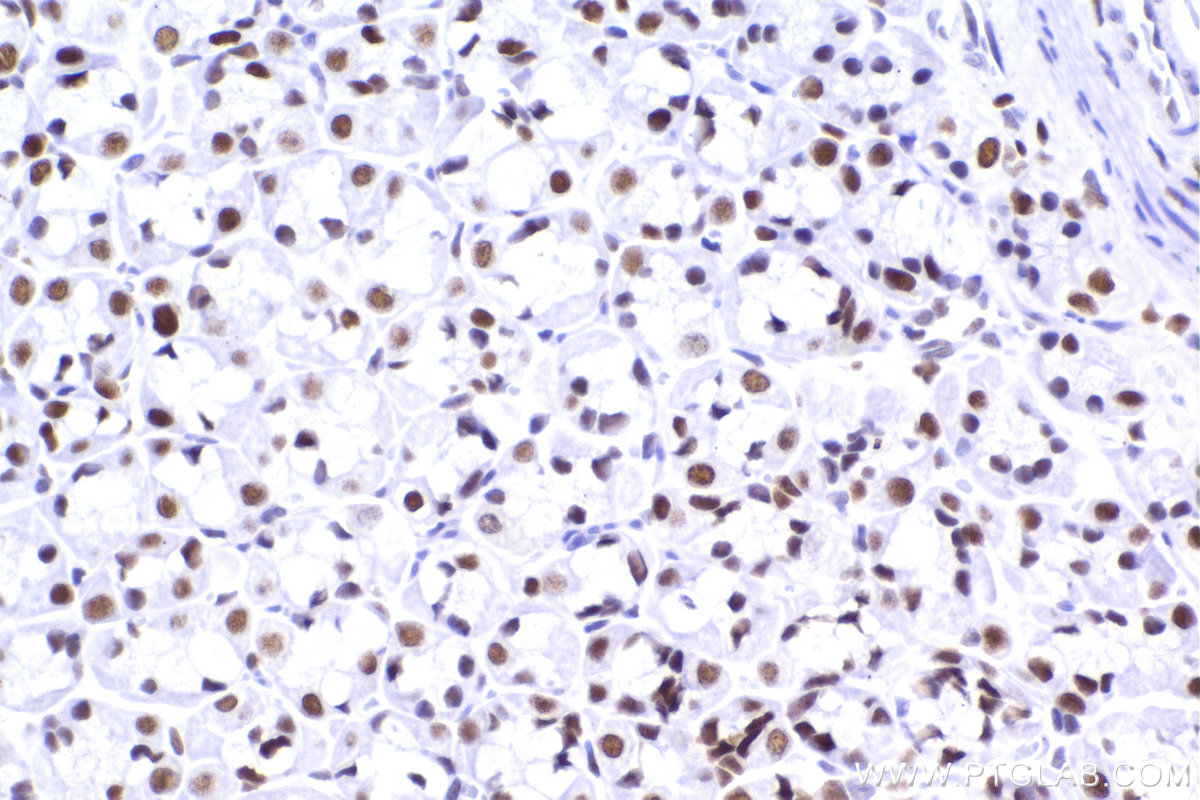 Immunohistochemical analysis of paraffin-embedded rat stomach tissue slide using KHC2266 (CBX5 IHC Kit).