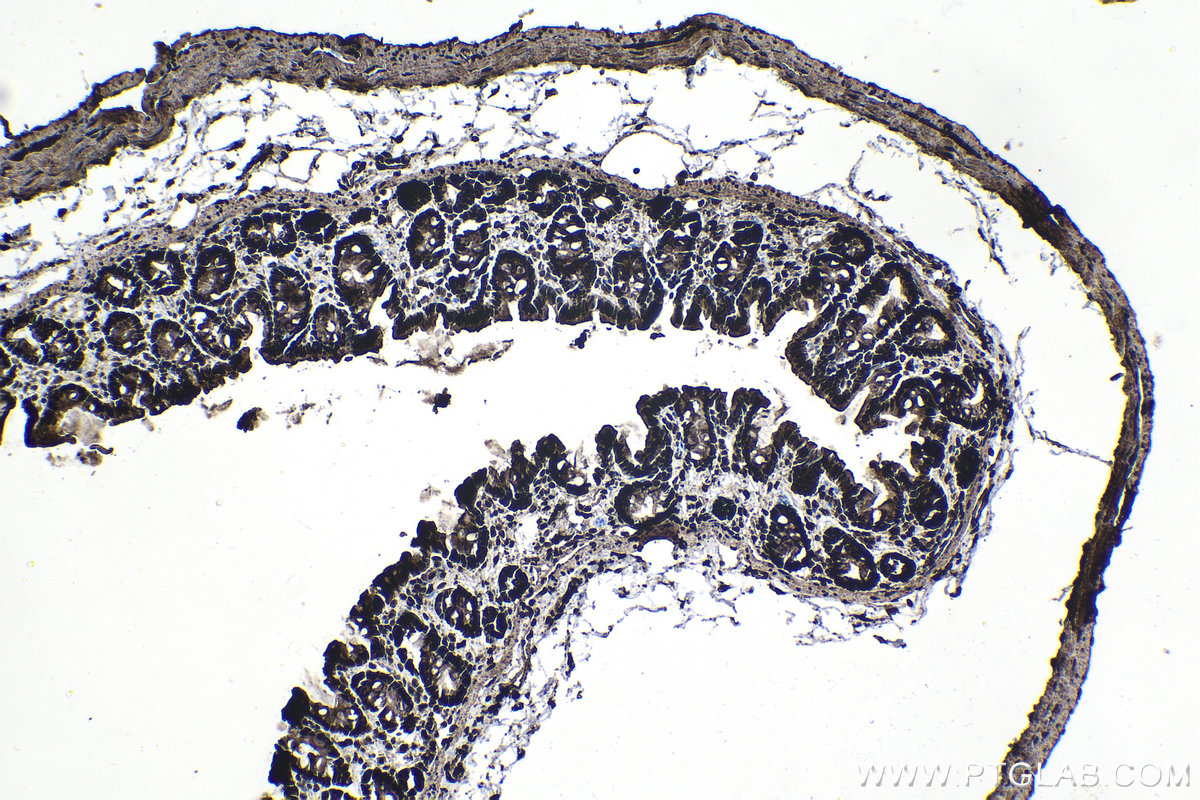 Immunohistochemical analysis of paraffin-embedded rat colon tissue slide using KHC1377 (CCAR1 IHC Kit).