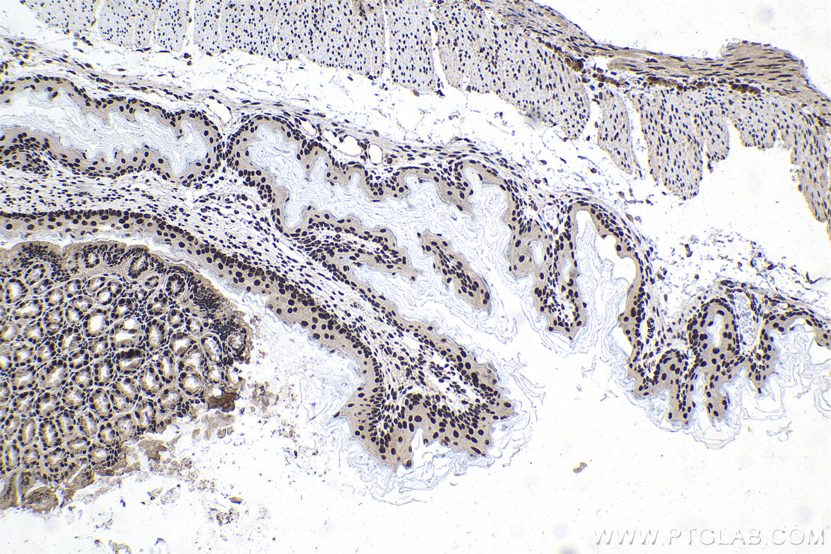 Immunohistochemical analysis of paraffin-embedded mouse stomach tissue slide using KHC1044 (CCDC12 IHC Kit).