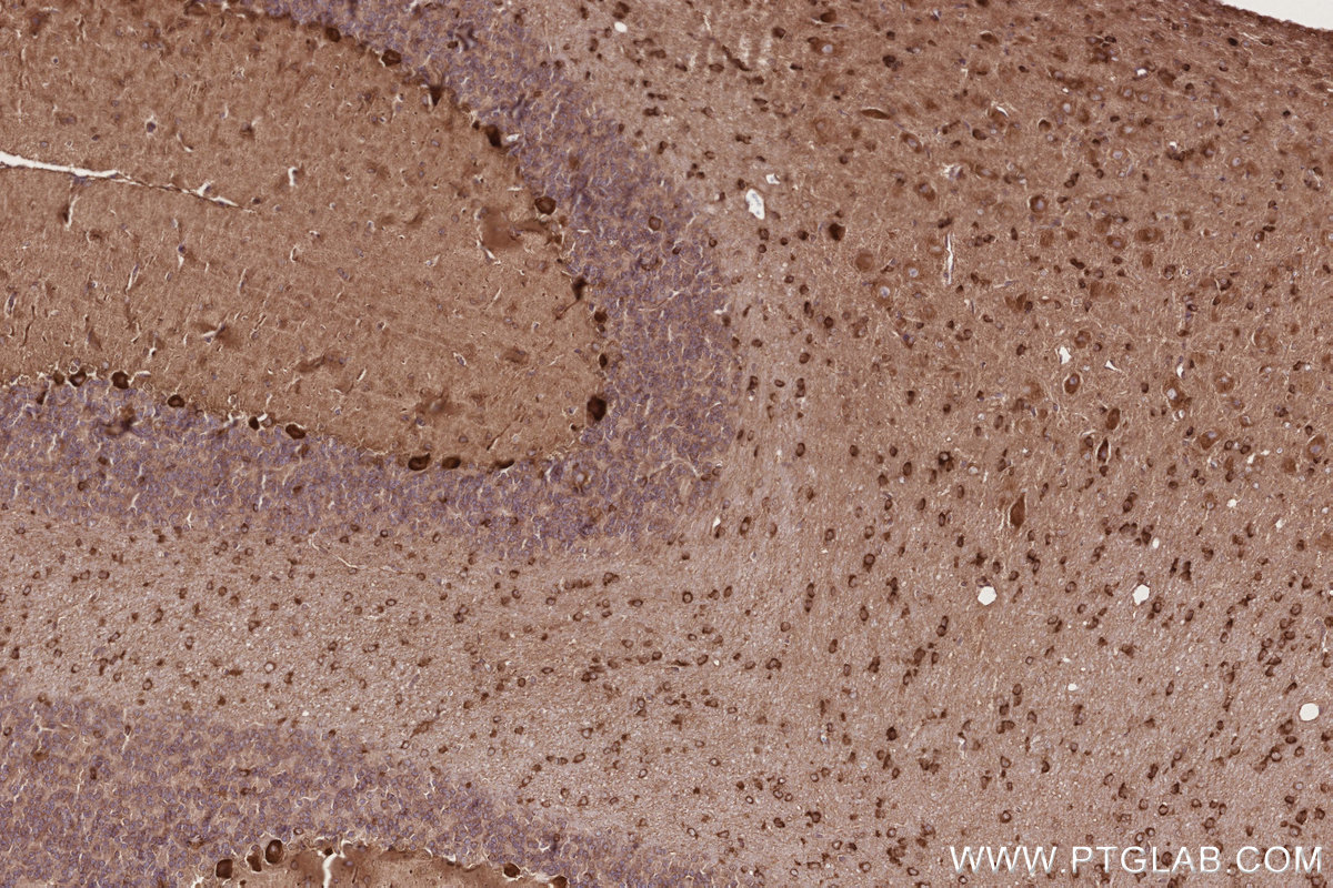 Immunohistochemical analysis of paraffin-embedded rat cerebellum tissue slide using KHC2784 (CCDC124 IHC Kit).