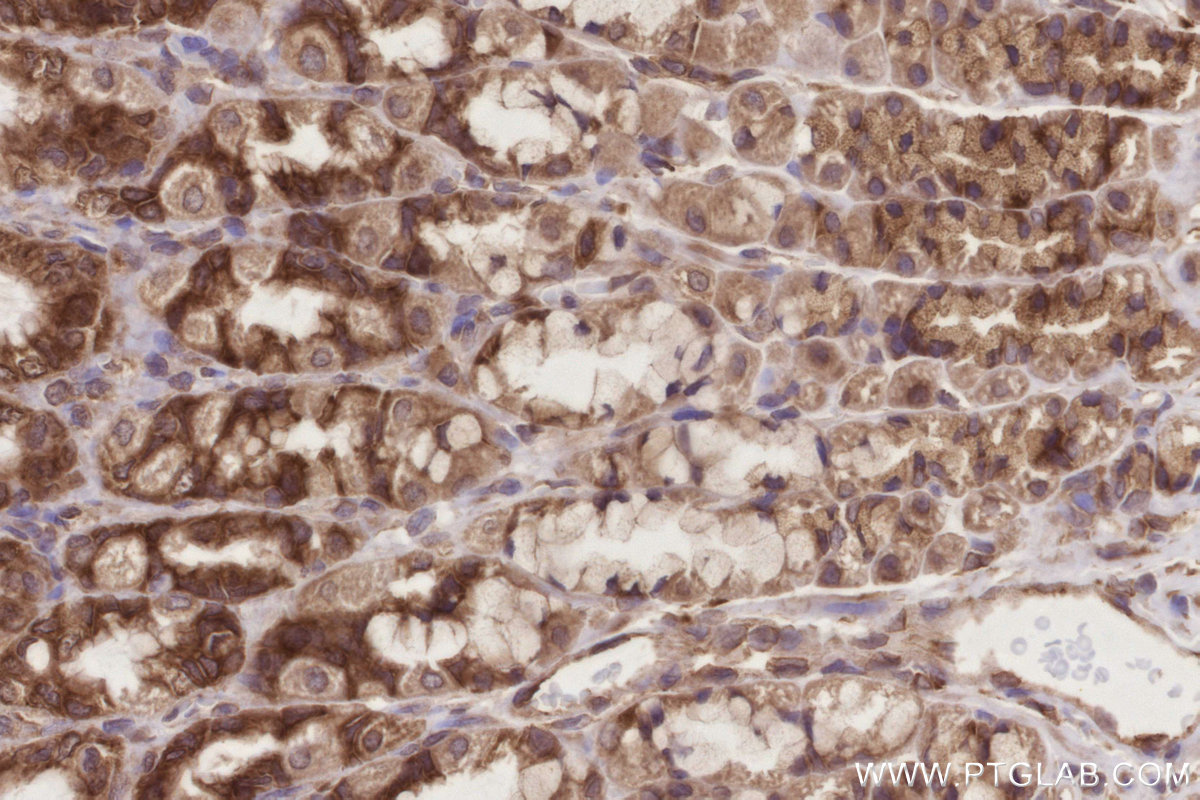 Immunohistochemical analysis of paraffin-embedded rat stomach tissue slide using KHC2784 (CCDC124 IHC Kit).