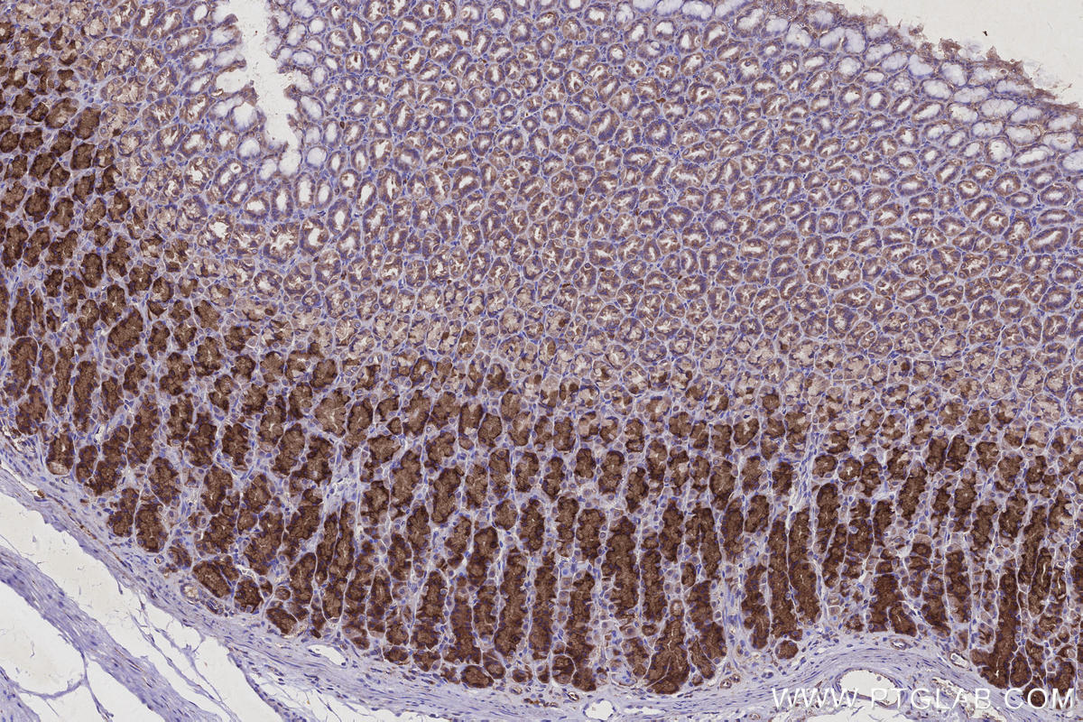 Immunohistochemical analysis of paraffin-embedded rat stomach tissue slide using KHC2919 (CCDC134 IHC Kit).