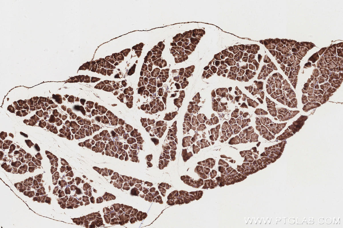 Immunohistochemical analysis of paraffin-embedded mouse pancreas tissue slide using KHC2849 (CCT7 IHC Kit).