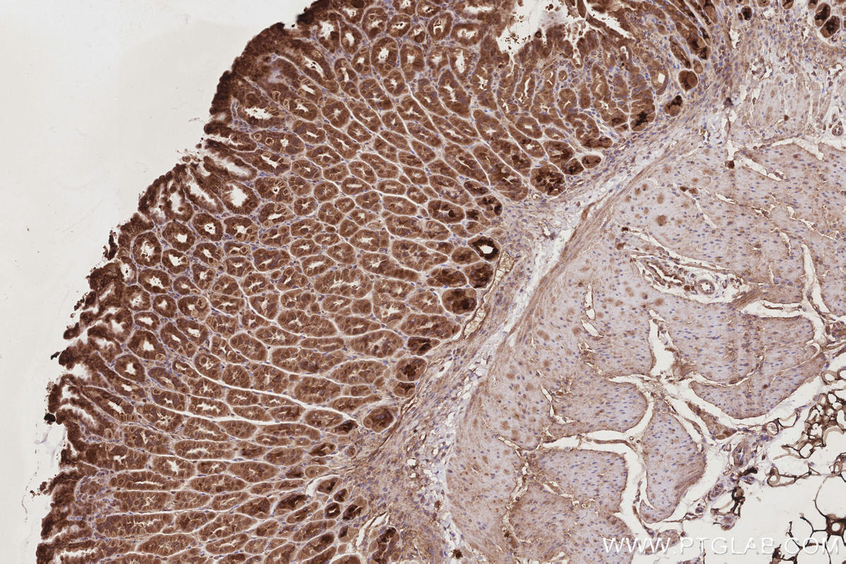 Immunohistochemical analysis of paraffin-embedded mouse stomach tissue slide using KHC2849 (CCT7 IHC Kit).