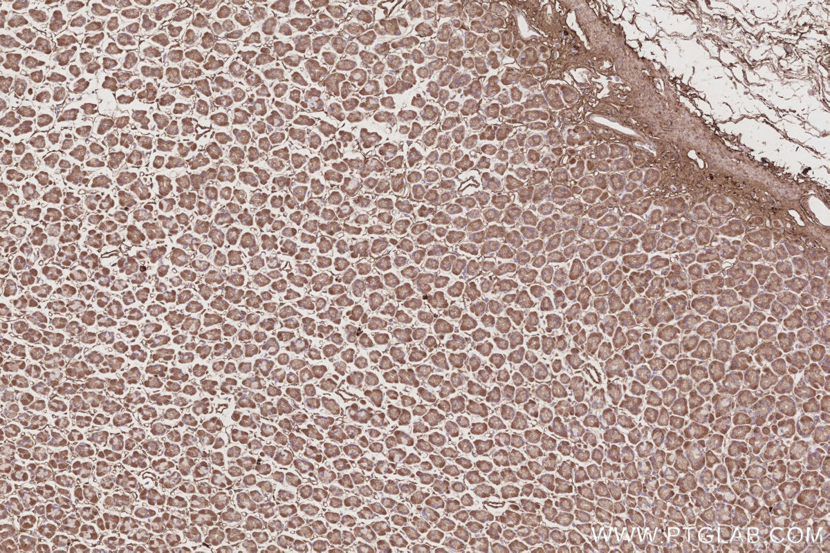 Immunohistochemical analysis of paraffin-embedded rat stomach tissue slide using KHC2849 (CCT7 IHC Kit).