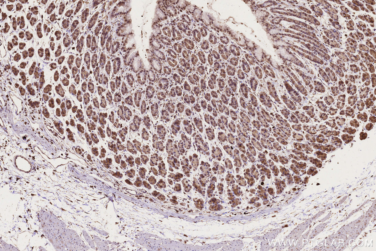 Immunohistochemical analysis of paraffin-embedded rat stomach tissue slide using KHC3221 (CCT8 IHC Kit). Immunohistochemical analysis of paraffin-embedded rat stomach tissue slide using KHC3221 (CCT8 IHC Kit).