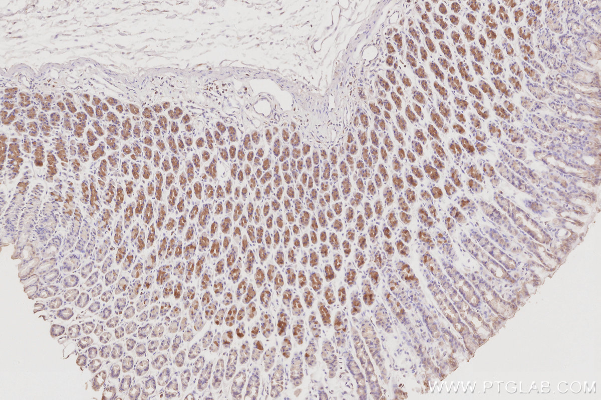 Immunohistochemical analysis of paraffin-embedded rat stomach tissue slide using KHC3079 (CD2AP IHC Kit). Immunohistochemical analysis of paraffin-embedded rat stomach tissue slide using KHC3079 (CD2AP IHC Kit).