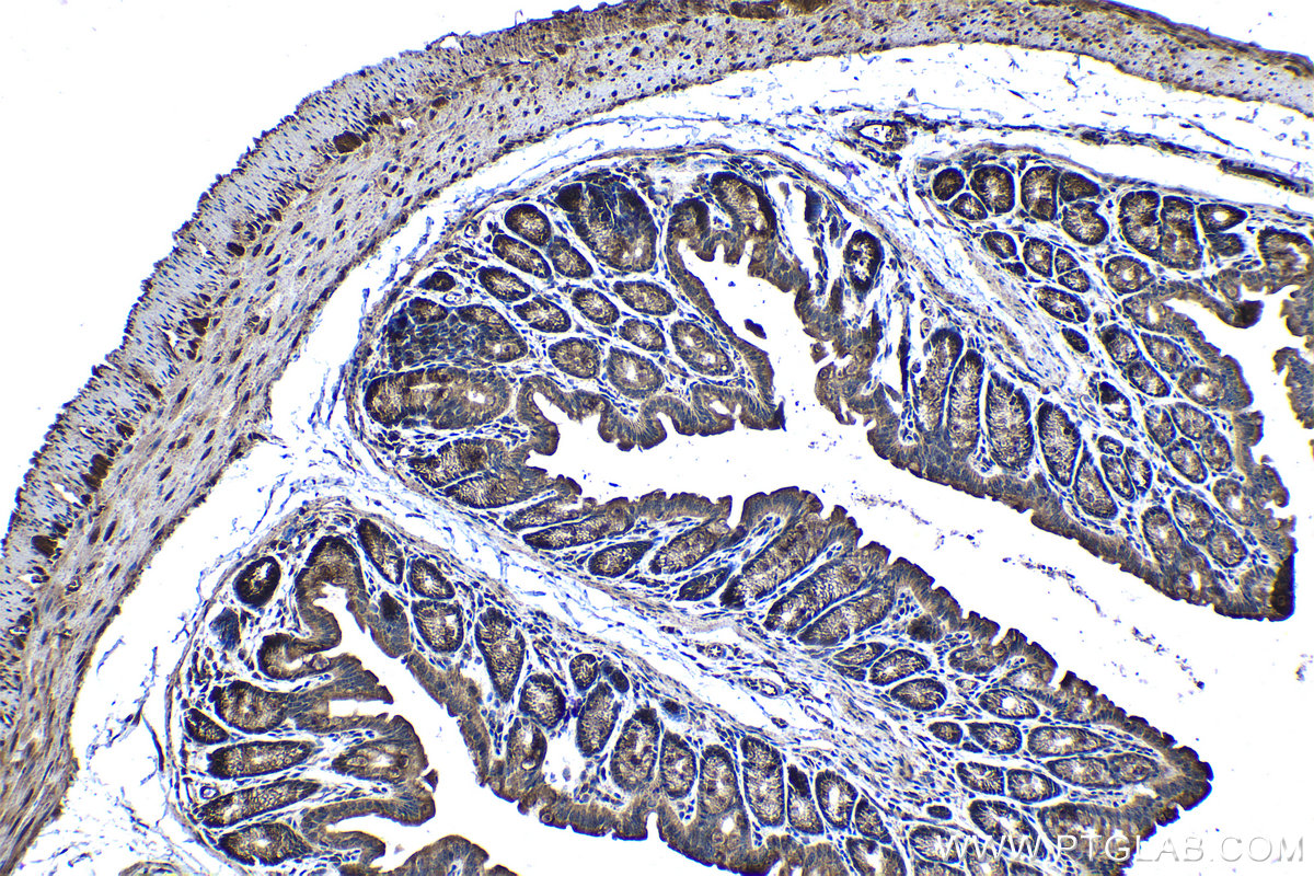 Immunohistochemical analysis of paraffin-embedded mouse colon tissue slide using KHC1235 (CD46 IHC Kit).