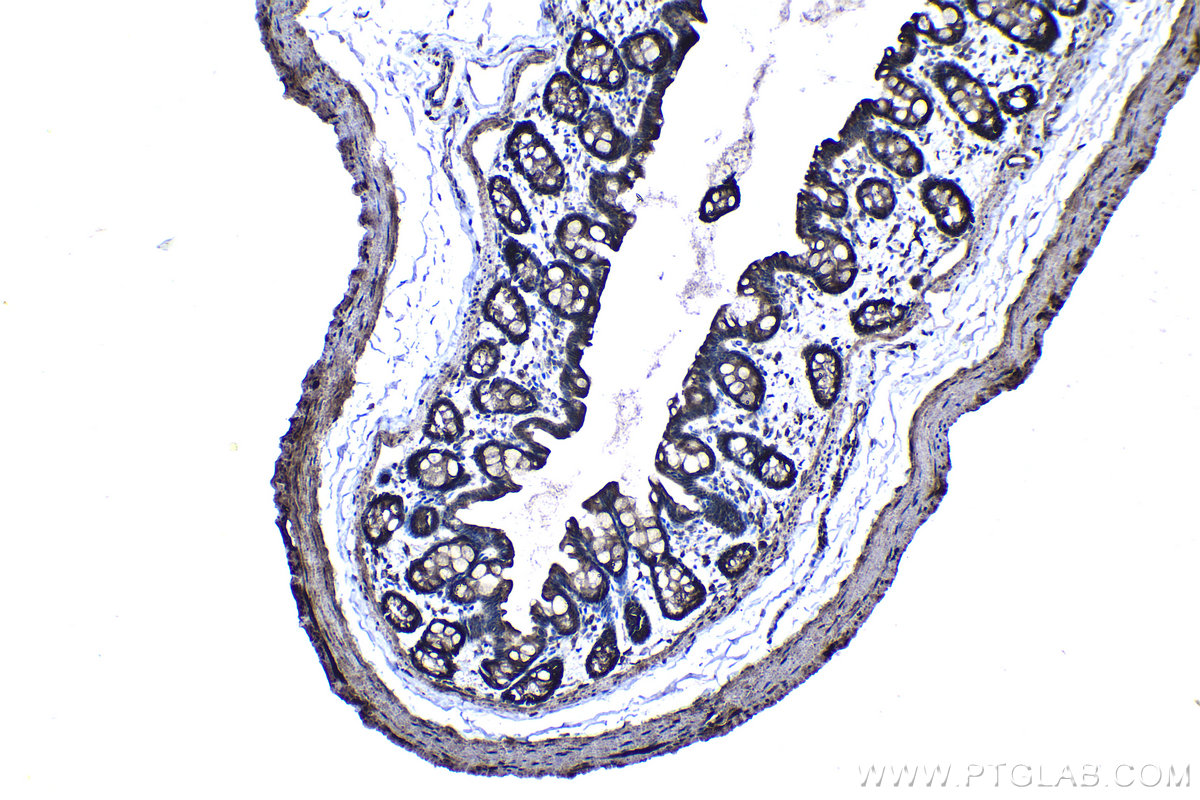 Immunohistochemical analysis of paraffin-embedded rat colon tissue slide using KHC1235 (CD46 IHC Kit).