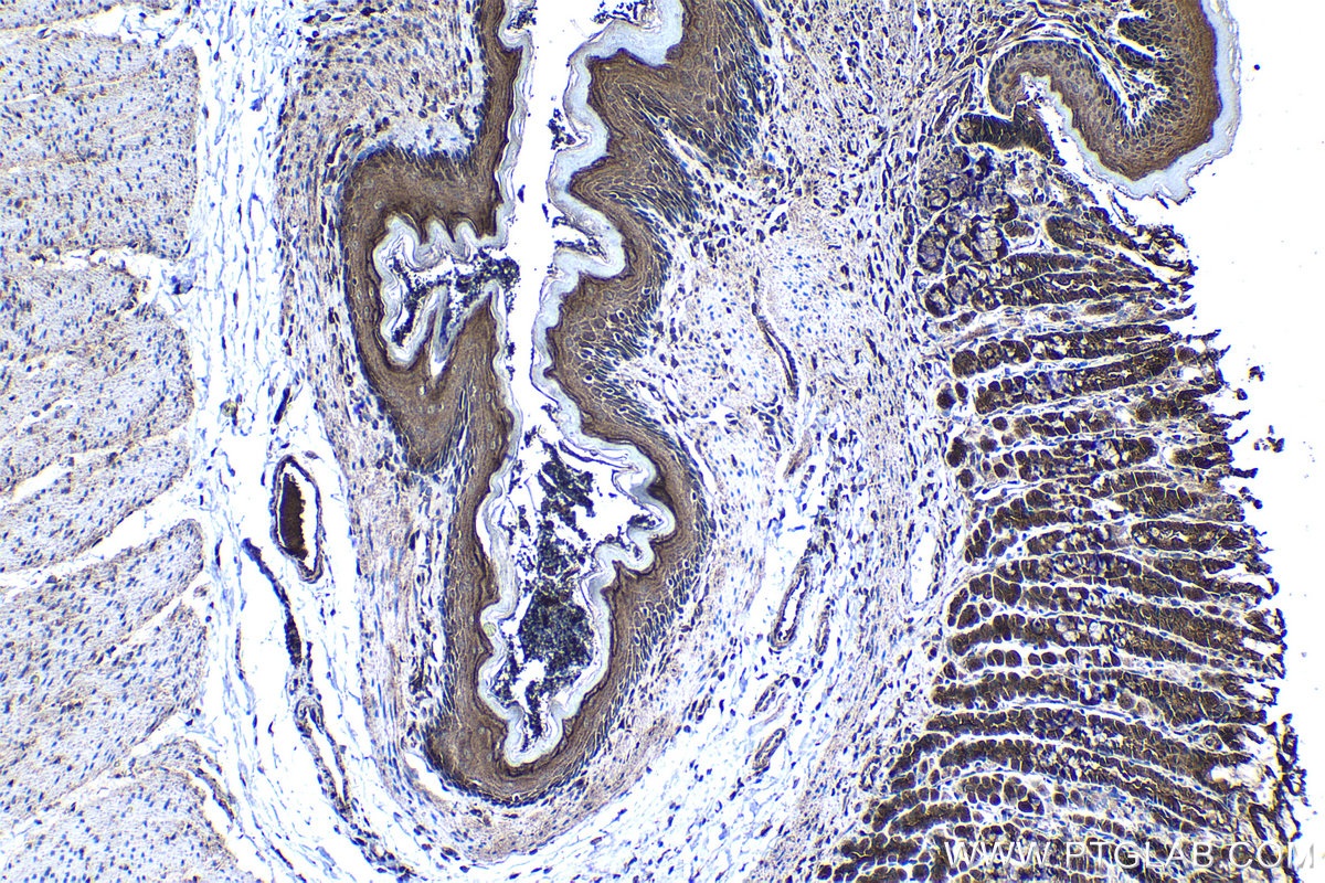 Immunohistochemical analysis of paraffin-embedded rat stomach tissue slide using KHC1235 (CD46 IHC Kit).