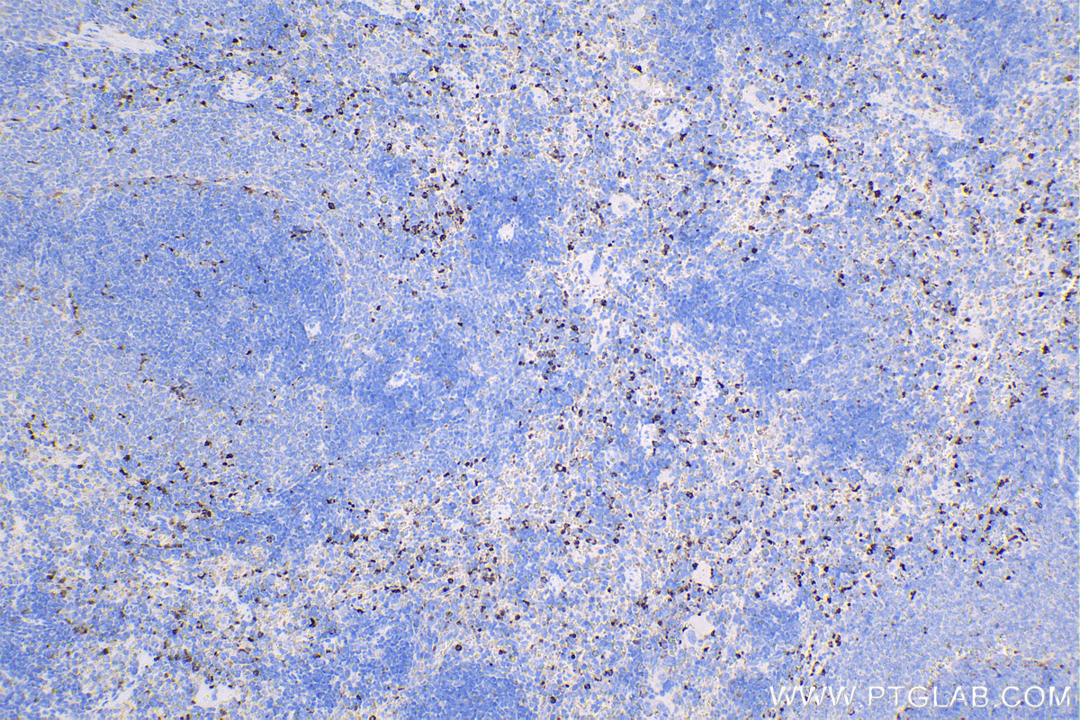 Immunohistochemical analysis of paraffin-embedded rat spleen tissue slide using KHC1414 (CD68 IHC Kit).
