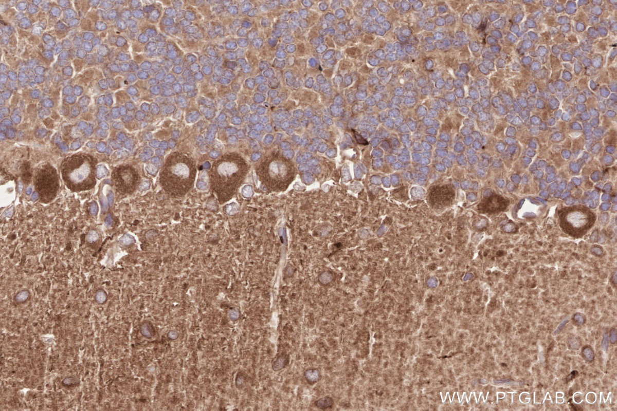 Immunohistochemical analysis of paraffin-embedded rat cerebellum tissue slide using KHC2562 (CDC42BPA IHC Kit).