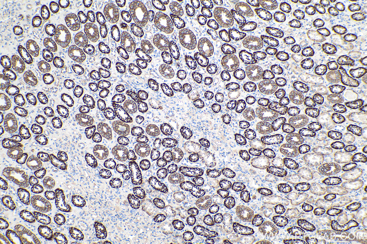 Immunohistochemical analysis of paraffin-embedded human kidney tissue slide using KHC0214 (Cadherin-16 IHC Kit).