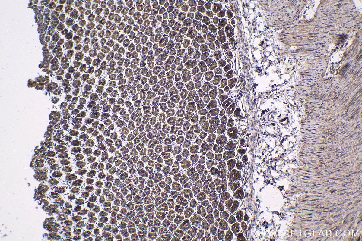 Immunohistochemical analysis of paraffin-embedded mouse stomach tissue slide using KHC1511 (CDK1 IHC Kit).