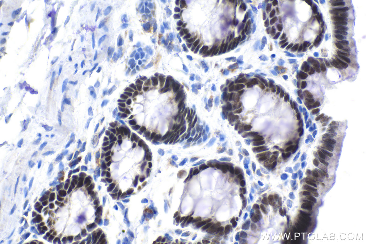 Immunohistochemical analysis of paraffin-embedded rat colon tissue slide using KHC1609 (CDX1 IHC Kit).