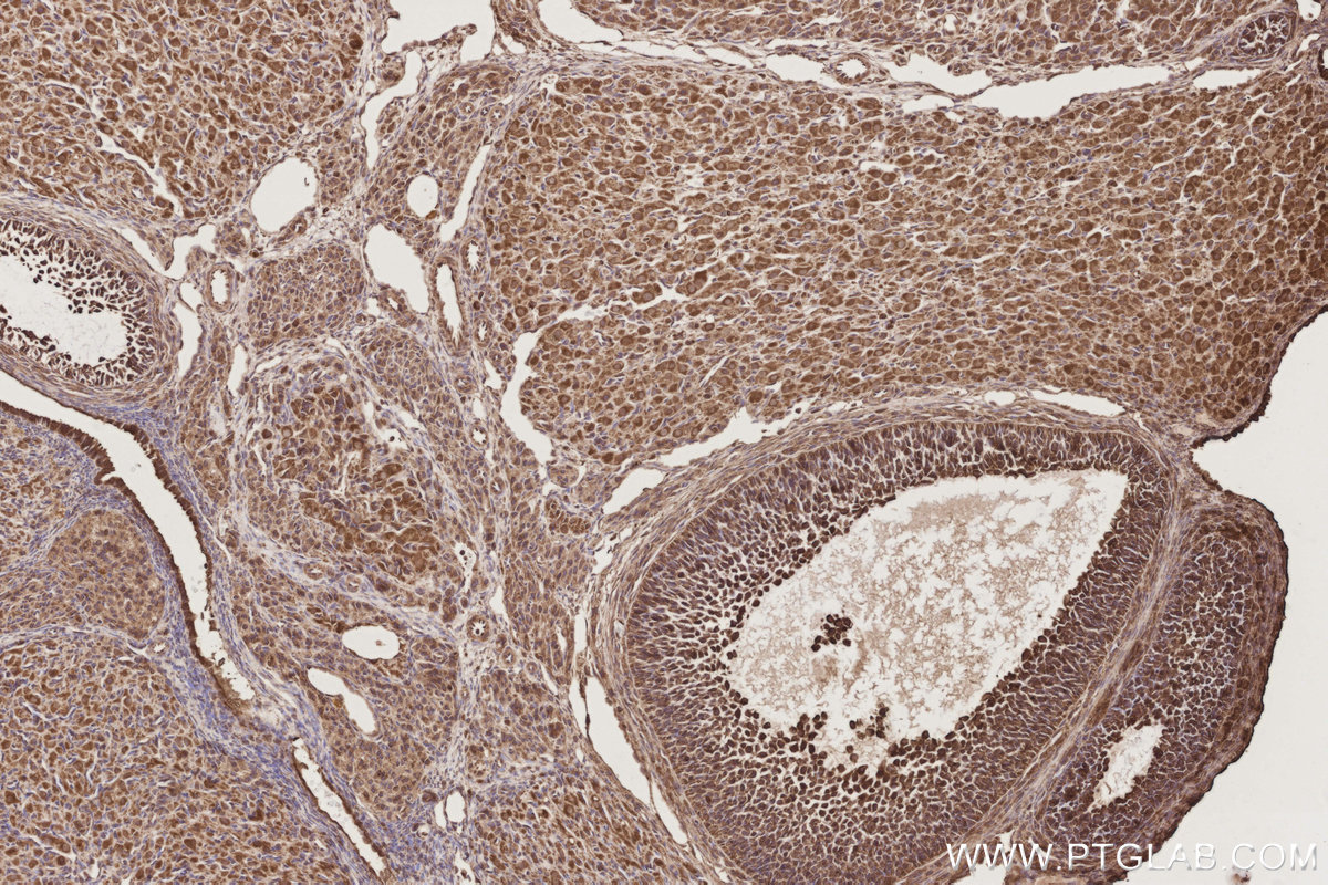Immunohistochemical analysis of paraffin-embedded rat ovary tissue slide using KHC2894 (CEP44 IHC Kit).