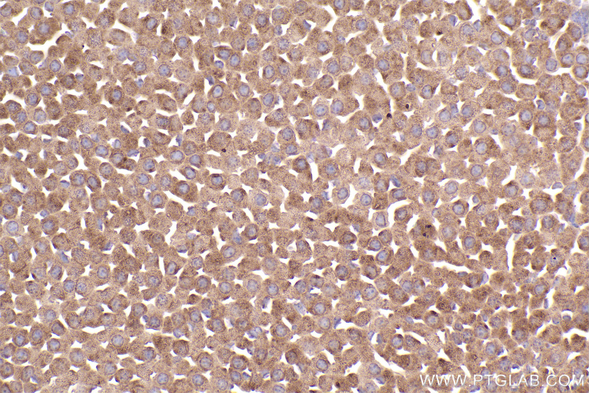 Immunohistochemical analysis of paraffin-embedded mouse adrenal gland tissue slide using KHC2533 (CEP55 IHC Kit).