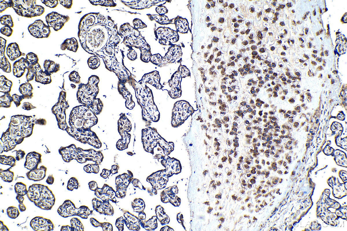 Immunohistochemical analysis of paraffin-embedded human placenta tissue slide using KHC1280 (CERCAM IHC Kit).