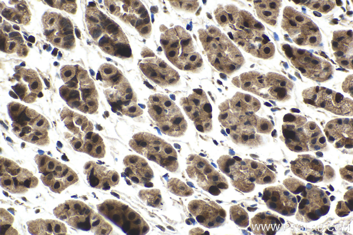 Immunohistochemical analysis of paraffin-embedded mouse stomach tissue slide using KHC1607 (CETN2 IHC Kit).