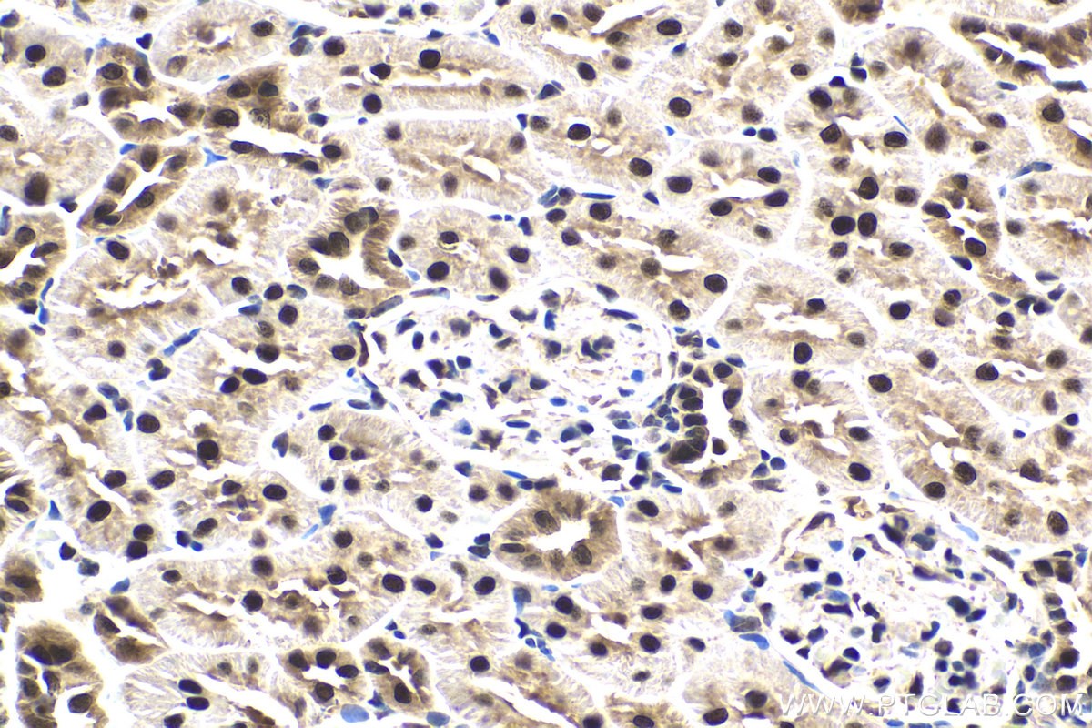 Immunohistochemical analysis of paraffin-embedded rat kidney tissue slide using KHC1607 (CETN2 IHC Kit).