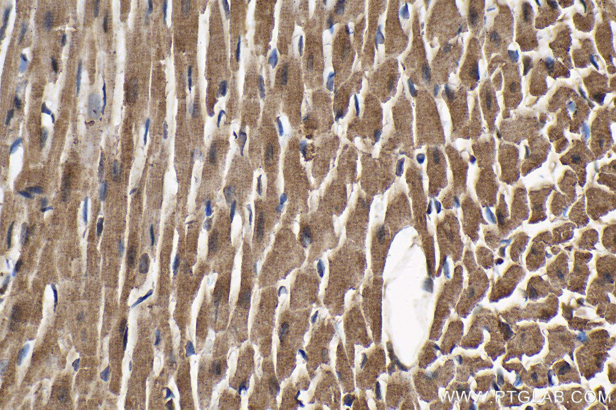Immunohistochemical analysis of paraffin-embedded mouse heart tissue slide using KHC2068 (CETN3 IHC Kit).