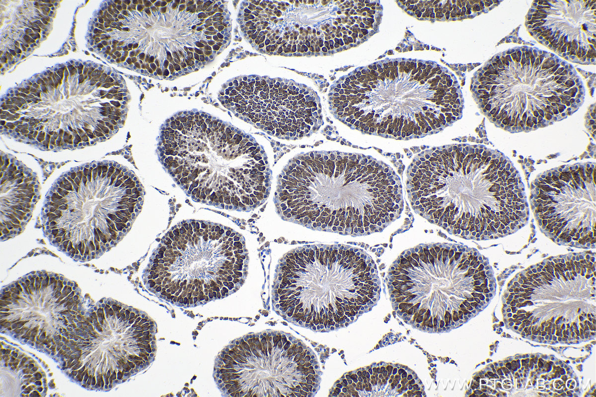 Immunohistochemical analysis of paraffin-embedded rat testis tissue slide using KHC2068 (CETN3 IHC Kit).