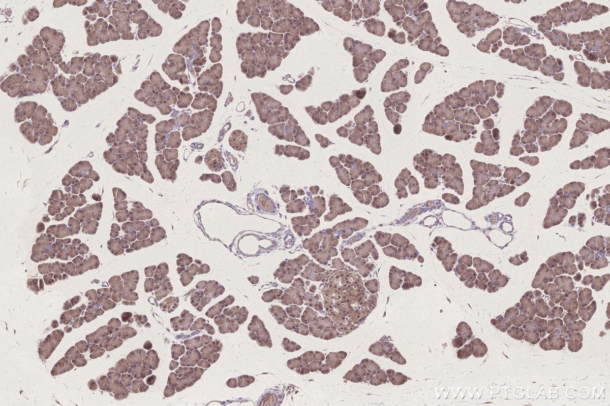 Immunohistochemical analysis of paraffin-embedded rat pancreas tissue slide using KHC3269 (CIAPIN1 IHC Kit).