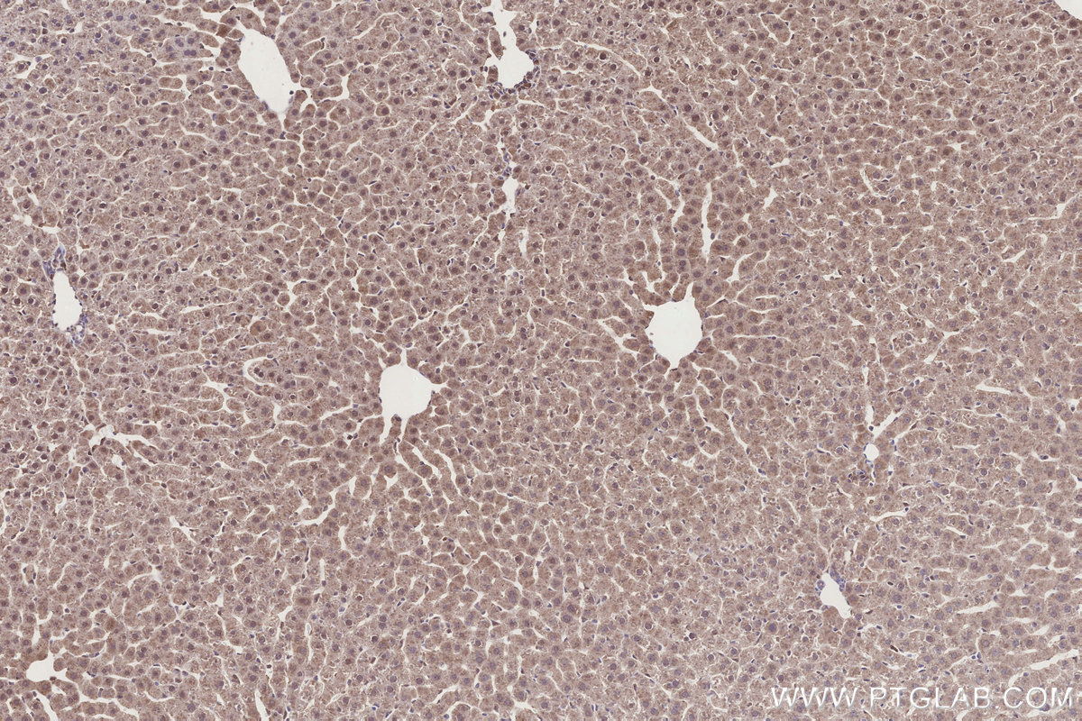 Immunohistochemical analysis of paraffin-embedded rat liver tissue slide using KHC3269 (CIAPIN1 IHC Kit).