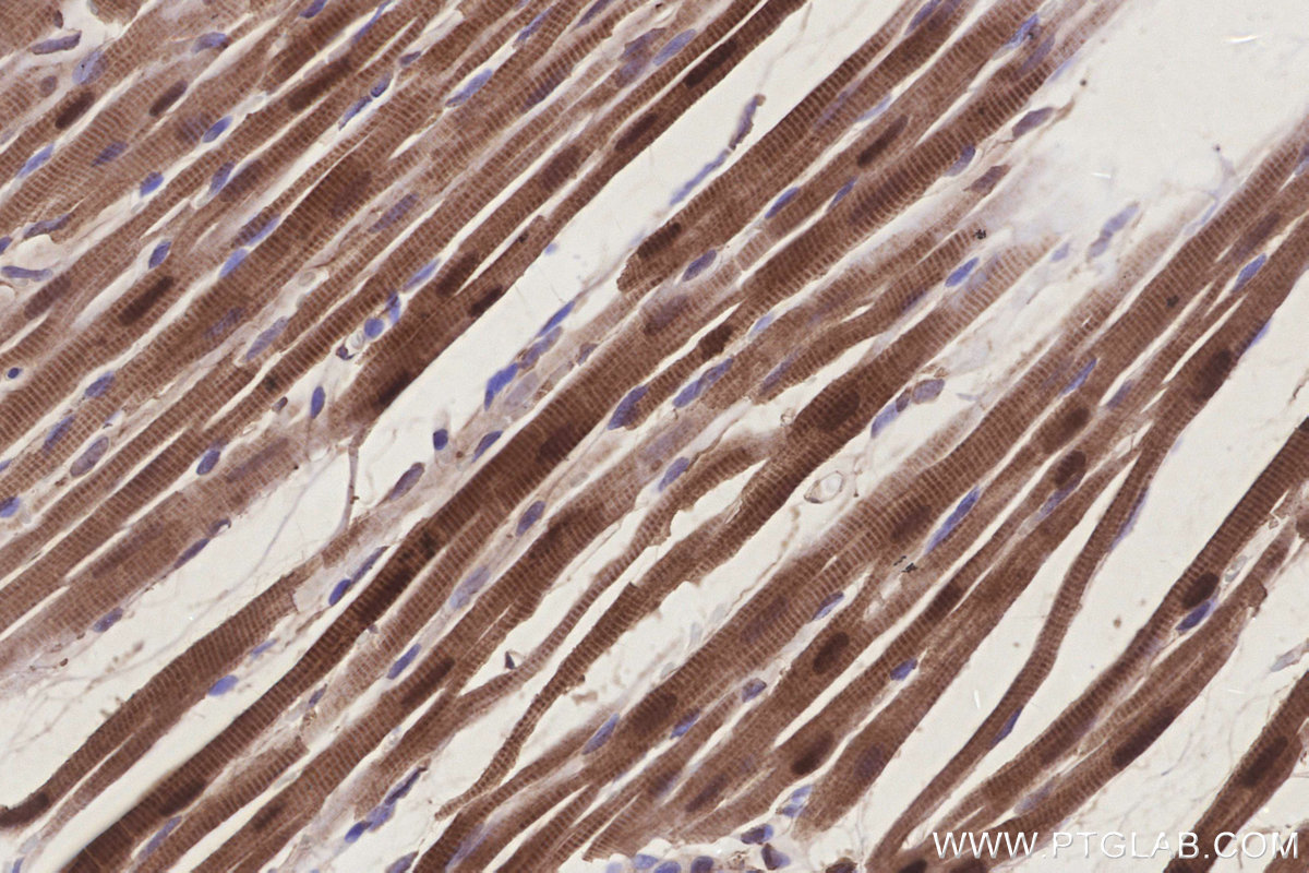 Immunohistochemical analysis of paraffin-embedded rat heart tissue slide using KHC3269 (CIAPIN1 IHC Kit).