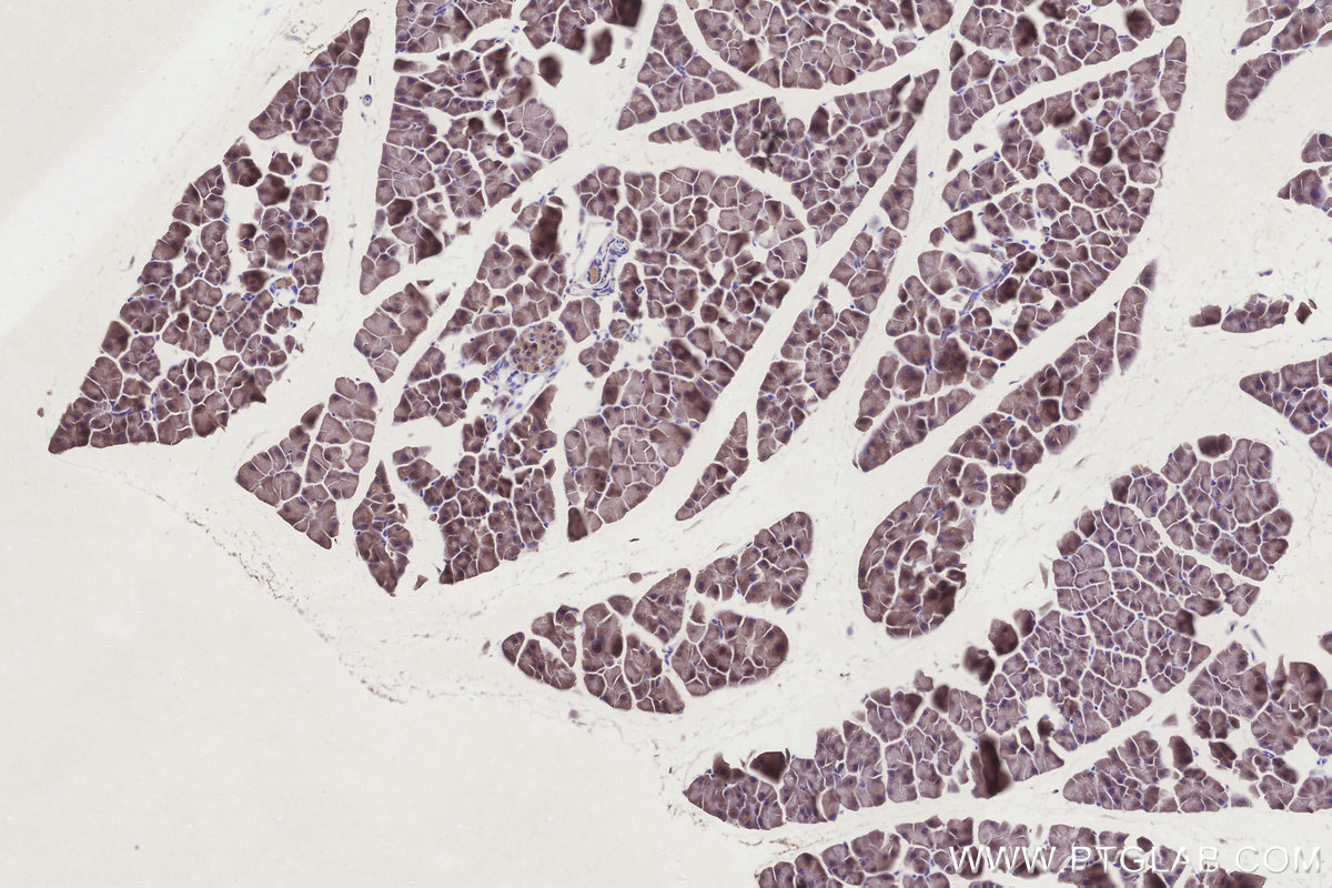 Immunohistochemical analysis of paraffin-embedded mouse pancreas tissue slide using KHC3269 (CIAPIN1 IHC Kit).