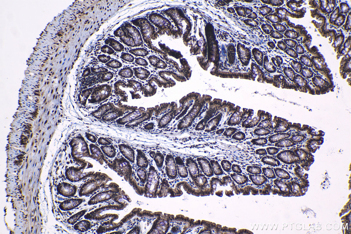 Immunohistochemical analysis of paraffin-embedded mouse colon tissue slide using KHC1218 (CIRBP IHC Kit).