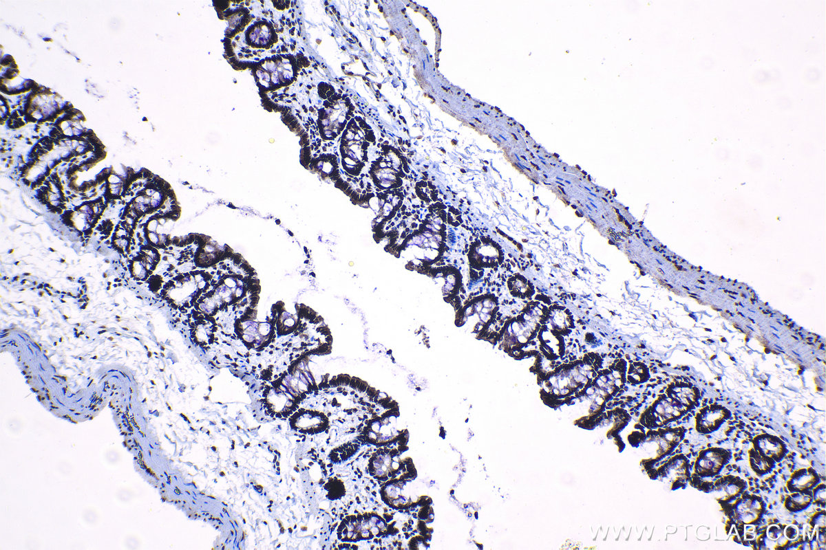 Immunohistochemical analysis of paraffin-embedded rat colon tissue slide using KHC1218 (CIRBP IHC Kit).