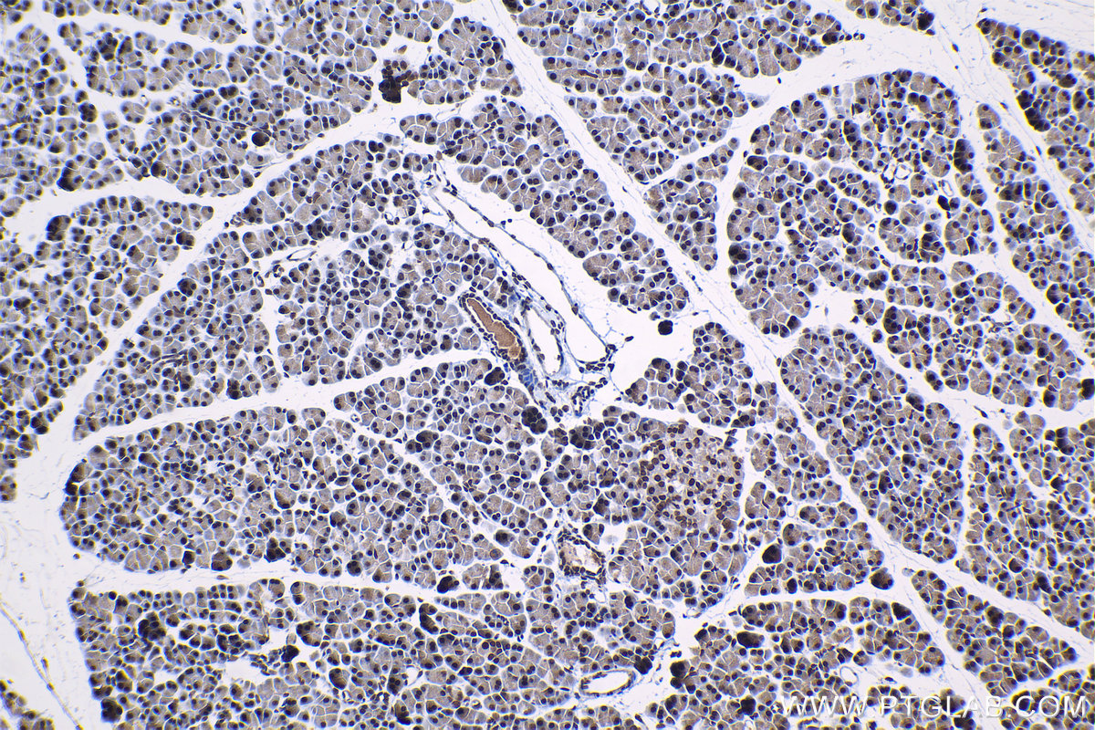 Immunohistochemical analysis of paraffin-embedded rat pancreas tissue slide using KHC1218 (CIRBP IHC Kit).