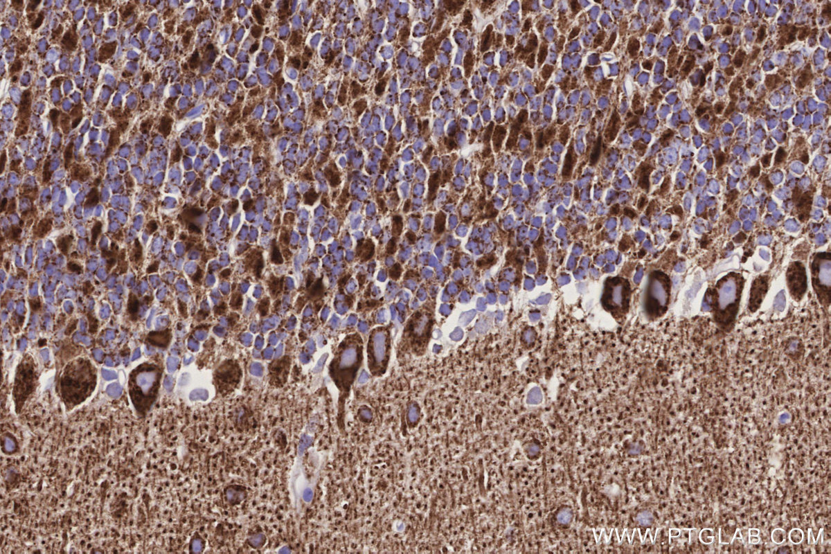 Immunohistochemical analysis of paraffin-embedded mouse cerebellum tissue slide using KHC3181 (CKMT1A IHC Kit).